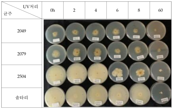 UV처리별 느타리류의 균사생장 정도(15일/PDA)