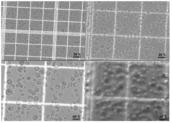 Yatalase + cellulase 효소에서 분리된 원형질체(G. lucidum)