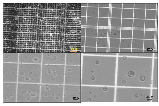 Yatalase + cellulase 효소에서 분리된 원형질체(G. applanatum)