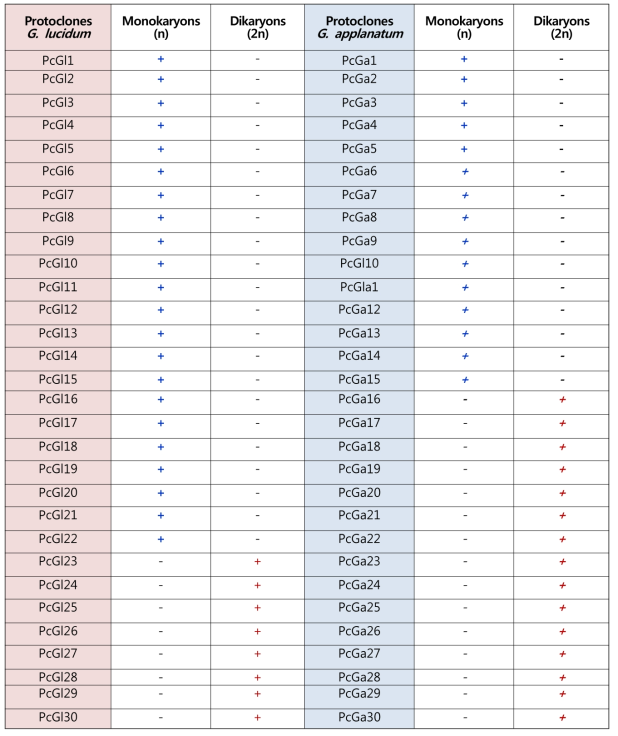 G. lucidum 와 G. applanatum의로부터 분리한 단핵주와 이핵주