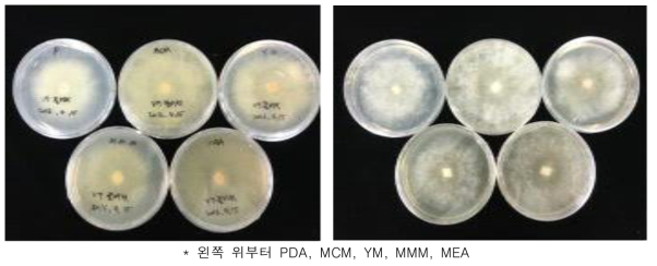 배지종류에 따른 풀버섯 ‘KMCC04380’ 균주의 균사생장정도 1