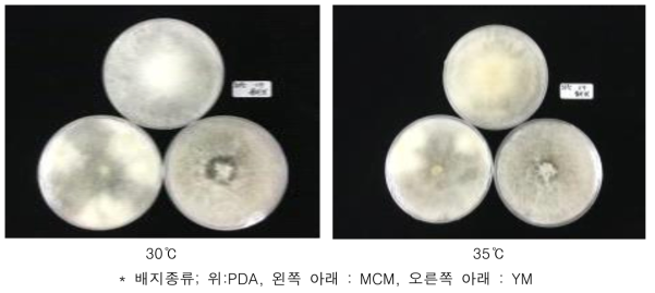 온도에 따른 풀버섯 ‘KMCC04380’ 균주의 균사생장정도