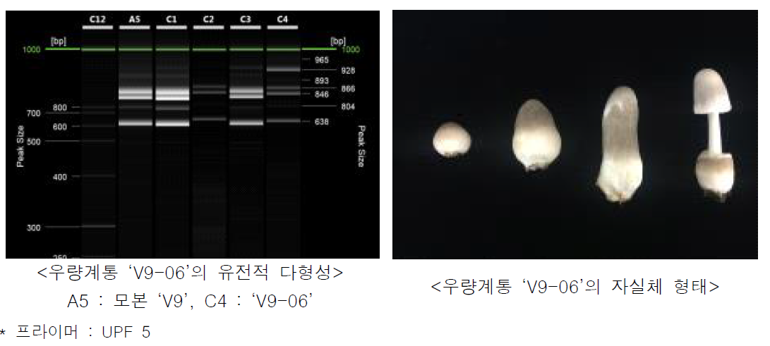 선발우량계통 ‘V9-06’의 유전적 다형성 및 자실체 형태