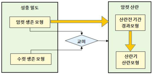 오리엔탈과실파리 성충모형 구조