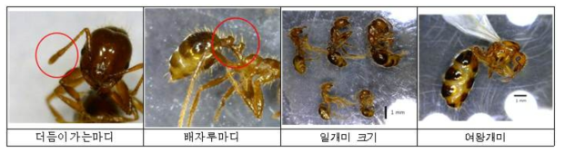 붉은수입불개미 형태적 특징