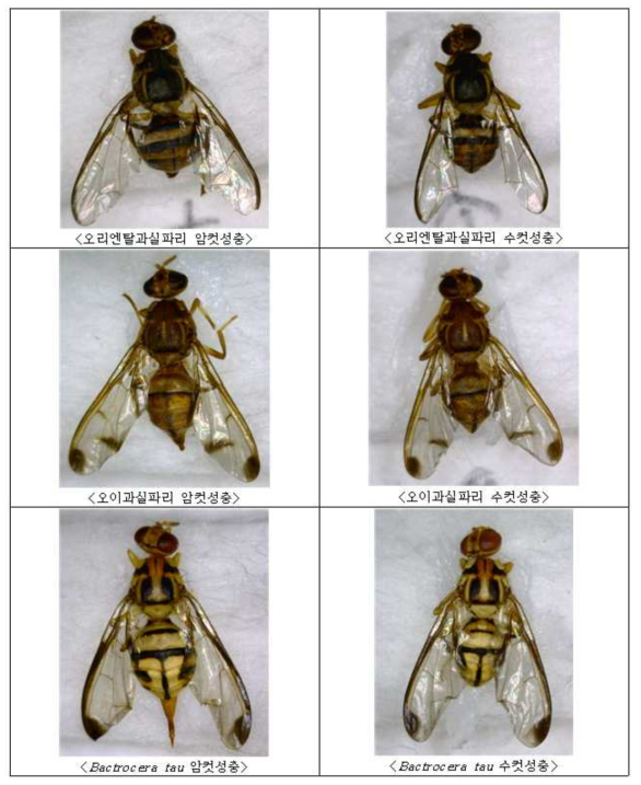 과실파리류 3종 성충 표본