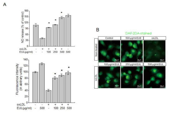 EUL regulates the effects of ox-LDL on NO production. HUVECs were treated with 100, 250, or 500 μg/mL EUL, and then incubated with 20 μg/mL ox-LDL for another 24 h. A) NO release was measured as described in the Materials and Methods. B) Intracellular NO formation was measured via image analysis of NO-sensitive fluorochrome, DAF-2DA. All data are presented as mean ± SE from 3 independent experiments. *P < 0.05 vs. ox-LDL. EUL, Eucommia ulmoides leaf; HUVECs, human umbilical vein endothelial cells; ox-LDL, oxidized low-density lipoprotein; DAF-2DA, diaminofluorescein–2 diacetate