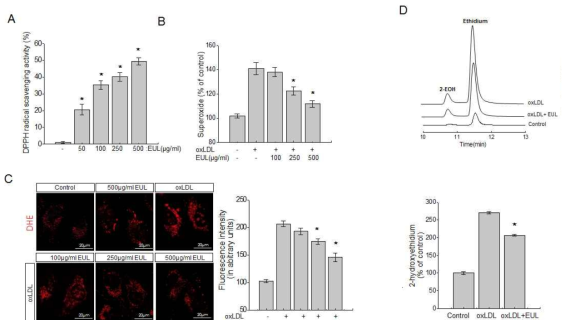 EUL regulates ox-LDL-induced ROS production. HUVECs were treated with 100, 250, or 500 μg/mL EUL, and then were incubated with 20 μg/mL ox-LDL for another 24h. A) DPPH free radical scavenging activity of EUL in vitro B) Endothelial O2−production was assessed as described in the Materials and Methods. C) In DHE-staining analysis (another method of O2 − analysis), fluorescence was measured as described in the Materials and Methods. The fluorescence distribution of DHE oxidation was quantified as arbitrary units (right). D) HUVECs were exposed to 20 μg/mL ox-LDL in the presence or absence of 500 μg/mL EUL for 24 h. Representative chromatograms and retention times of 2-EOH and ethidium from 20 μg/mL ox-LDL in the presence or absence of 500 μg/mL EUL. The concentration of 2-hydroxyethidium (2-EOH) was determined by an LC–MS detector system. Data are expressed relative to the control (n=3, *P < 0.05 vs. ox-LDL). EUL, Eucommia ulmoides leaf; HUVECs, human umbilical vein endothelial cells; ox-LDL, oxidized low-density lipoprotein; DHE, dihydroethidium