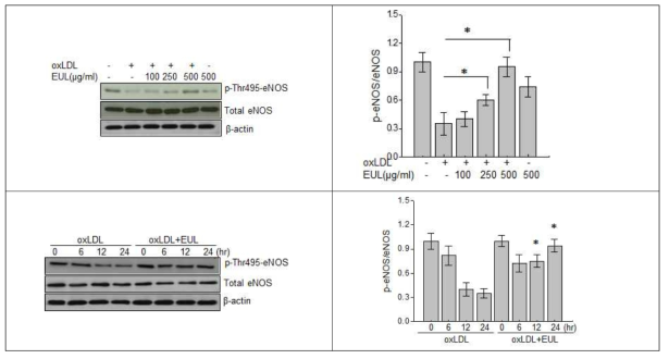 EUL maintains eNOS activity. A) HUVECs were treated with 100, 250, or 500 μg/mL EUL, then incubated with 20 μg/mL ox-LDL for 24 h. B) Cells were exposed to 20μg/mL ox-LDL in the presence or absence of 500 μg/mL EUL for 0, 6, 12, or 24 h. Immunoblotting was performed with anti-p-Thr495 eNOS, total eNOS or β-actin antibody. Data are expressed relative to the control (n=3, *P < 0.05 vs. ox-LDL) EUL, Eucommia ulmoides leaf; HUVECs, human umbilical vein endothelial cells; ox-LDL, oxidized low-density lipoprotein