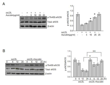 Aucubin regulates oxLDL-induced eNOS expression.A) HUVECs were treated with 5, 10, or 25 μg/mL aucubin, and then incubated with 20 μg/mL ox-LDL for 24 h. B) HUVECs were exposed to 20 μg/mL ox-LDL in the presence or absence of 25 μg/mL aucubin for 0, 6, 12, or 24 h. Immunoblotting was performed with anti-p-Thr495 eNOS, total eNOS or β-actin antibody. All data are presented as mean ± SE from 3 independent experiments.*P < 0.05 vs. ox-LDL for 24 h, **P < 0.05 vs. ox-LDL for 24 h