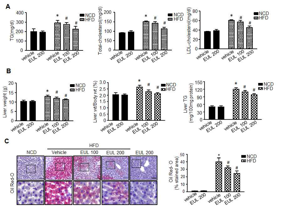 EUL prevents HFD-induced hepatic steatosis. Rats were given a normal diet normal diet or a high-fat diet with or without 100mg/kg and 200mg/kg EUL extract for 6 wk, and serum and liver were harvested. (A). Biochemical analysis of serum samples. Levels of TG, TC and LDL-c were measured in the serum of rat in different experimental groups. (C) Liver weight, and (D) Liver weight/Body weight and (E) liver TG content were measured 6 wk after initial mulberry administration (n = 6).(E) Liver tissues retrieved 6 wk after initial mulberry administration were subjected to Oil red O staining, Scale bars, 200 μm. Values are means ± SD. (n = 6, *P < 0.05 vs. NCD-group, **P < 0.05 vs. HFD-group)