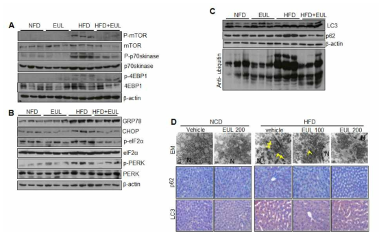 EUL inhibits ER stress in hyperlipidemic rats (A) Experimental scheme. Rat fed with HFD for 6 weeks were given 100mg/kg or 200mg/kg EUL extract for 8 weeks and sacrificed. Hepatic lysates were prepared from the NCD, HFD groups and HFD plus EUL group analyzed by western blotting assay. (A–C) Representative western blots with the indicated antibodies. (D) Representative EM images (upper panel) anti-p62 immunostaining (middle panel), and anti-p62 immunostaining images (lower panel)