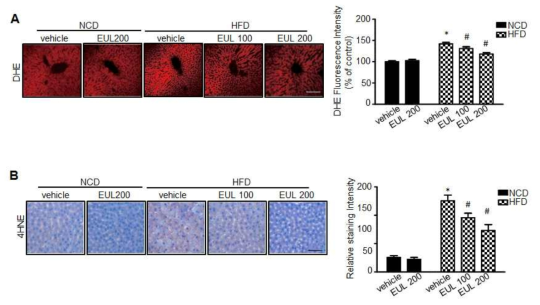 EUL inhibits oxidative stress in hyperlipidemic rats DHE (A) and 4-HNE (B) were analyzed. Liver tissue was isolated and loaded with 5 μM dihydroethidium. Fluorescence images were acquired. Scale bars, 50 μm Quantification of fluorescence intensity for superoxide levels in liver. Values are means ± SD. (n = 6, *P < 0.05 vs. NFD-group, #P < 0.05 vs. HFD-group)