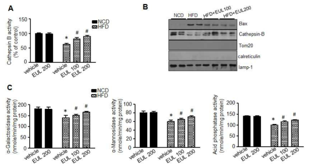 EUL regulates HFD-induced lysosomal BAX localization and lysosomal enzyme activation. (A) Cathepsin B activity in the liver lysate was measured. (B) Western blotting was carried out with antibody against BAX, cathepsin B, LAMP-1, or tubulin (C). Liver lysate were treated with NCD, HFD groups and HFD plus EUL group and the level of a-galactosidase, a-mannosidase, or acid phosphatase was measured (D). Values are means ± sem. (n = 6, *P < 0.05 vs. NFD-group, #P < 0.05 vs. HFD-group)