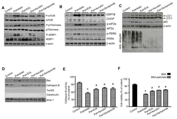 Effects of acitive compound on ER stress and lysosomal function in HepG2 cells. (A) HepG2 cells were treated the indicated concentrations of 250 μg/ml EUL, 25μg/ml aucubin, and 25μg/ml geniposide for 24 h for indicated periods, and protein level was etermined using the western blotting assay. (A–C) Representative western blots with the indicated antibodies. (D) HepG2 cells were incubated with the indicated concentrations of EUL, 25μg/ml aucubin, and 25μg/ml geniposide for 24 h, and cathepsin B activity was determined. (E) HepG2 cells were treated with the indicated concentrations of EUL, 25μg/ml aucubin, and 25μg/ml geniposide for 24 h for indicated periods, and cytotoxicity was determined using the MTT assay. Values are means ± SD. n = 3, *P < 0.05 vs. control, #P < 0.05 vs. palmitate-treated