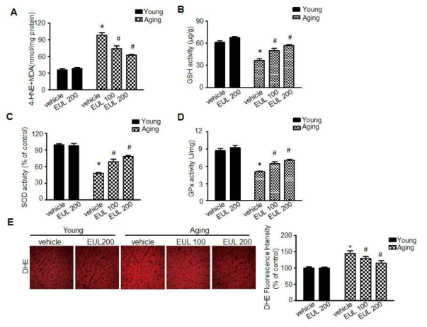 EUL inhibits oxidative stress in hyperlipidemic rats (A) MDA levels in liver was assessed, respectively. GSH (B), SOD(C) , and GPX (D) activity were measured in aging rats. (E) DHE was analyzed. Liver tissue was isolated and loaded with 5 μM dihydroethidium. Fluorescence images were acquired. Scale bars, 50 μm Quantification of fluorescence intensity for superoxide levels in liver. Values are means ± SD. (n = 6, *P < 0.05 vs. Young-group, #P < 0.05 vs. aging-group)