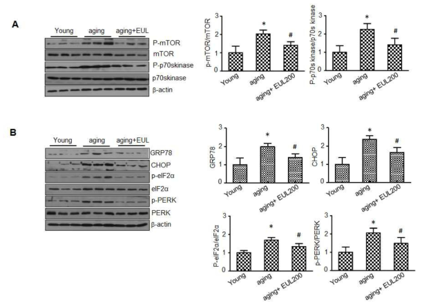 EUL inhibits ER stress in aging rats (A-B) Experimental scheme. Aging rat for 6 weeks were given 100mg/kg or 200mg/kg EUL extract for 8 weeks and sacrificed. Hepatic lysates were prepared from the Young, aging groups and aging plus EUL group analyzed by western blotting assay