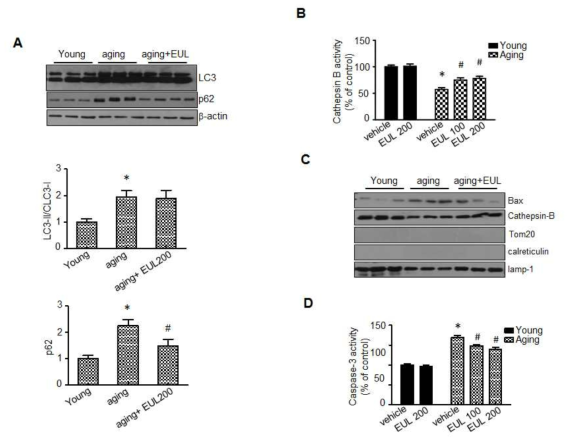 EUL regulates aging-induced lysosomal BAX localization and lysosomal enzyme activation. (A) Immunoblotting was performed using antibodies against anti-LC-3, p62, and β-actin (B) Cathepsin B activity in the liver lysate was measured. (C) Western blotting was carried out with antibody against BAX, cathepsin B, LAMP-1, or tubulin (D). Liver lysate were treated with young, aging groups and aging plus EUL group and caspase-3 activity was measured (D). Values are means ± SD. (n = 6, *P < 0.05 vs. Young-group, #P < 0.05 vs. aging-group)