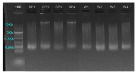 샘플 DNA quality check 예시 (SP1: 포유자돈1, SP2: 포유자돈2, SP3: 포유자돈3, SP4: 포유자돈4, W1: 이유자돈1, W2: 이유자돈2, W3: 이유자돈3, W4: 이유자돈4)