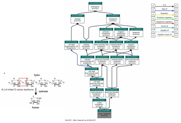 Xylan 분해 관련 GO functions a. Xylan Structure b. GO:0045493. xylan catabolic process : The chemical reactions and pathways resulting in the breakdown of xylan, a polymer containing a beta-1,4-linked D-xylose backbone