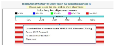 BLAST search program(NCBI)을 이용하여 균주를 동정함 (예시)