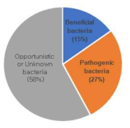 Three major categories of identified bacteria through BLAST search program