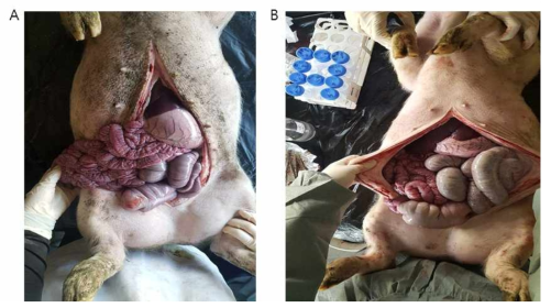 부검결과 (A) 대조군 (B) 모델커뮤니티 급여군