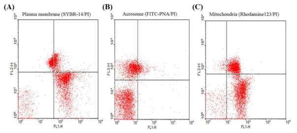 Dot plot image of viability, acrosome reaction and mitochondrial damage in frozen-thawed epididymal sperm in black goats