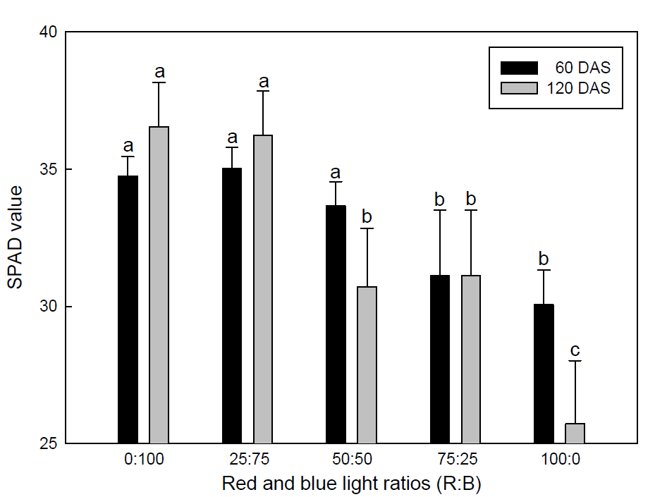 적색광과 청색광 비율별 엽록소 비교
