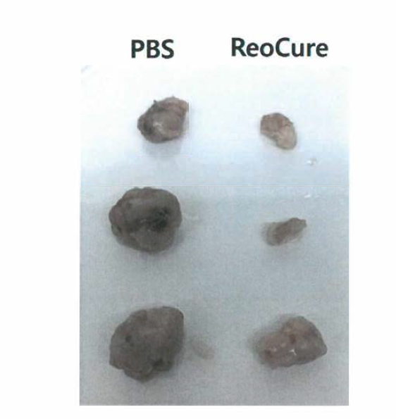 Figure. Effect of reovirus on A549 human lung tumor xenografts grown subcutaneously in nude mice. Nude mice를 사용하여 A549 cell을 피하에 투여하여 종양을 형성하고 리오바이러스를 3 회투여하고 34일간 종양의 볼륨의 비교함 (PBS: PBS투여군 n=8, Reovirus： Reovirus 투여군 n=8) 34일째 Sacrifice 하여 종양을 절개하여 대조군과 투여군의 종양사진을 찍음