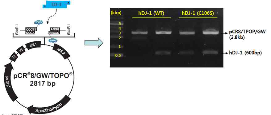 파킨슨병 유발 유전자(DJ-1 WT, C106S)발현 벡터 제작 모식도, 검증. pCR8/GW/TOPO vector에 파킨슨병 유발 유전자 (DJ-1 WT, C106S)을 삽입 후 제한효소를 이용하여 검증