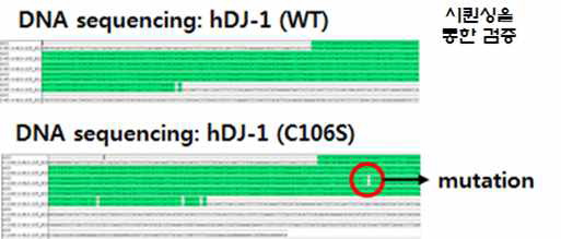 파킨슨병 유발 유전자 (DJ-1 WT, C106S) 검증 (시퀀싱). pCR8/GW/TOPO 벡터에 삽입된 DJ-1 WT, C106S의 시퀀싱 결과. 붉은색 동그라미 부분이 DJ-1 mutation을 나타낸다
