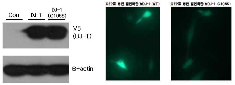 신경세포주에서 돌연변이 DJ-1 과발현 벡터의 발현 검증. DJ-1 (WT, C106S)가 삽입된 pLenti7.3/V5/DEST 벡터를 신경세포주 (HT-22 cells)에서 발현시키고 이를 Western blotting과 형광현미경을 통하여 검증