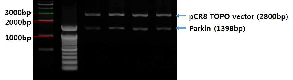 Parkin 유전자를 pCR8 TOPO 벡터에 넣고 제한효소 절단 후 검증. pCR8/GW/TOPO에 들어있는 Parkin 유전자를 제한 효소인 EcoRI을 통하여 절단 후 전기영동을 통하여 band 크기를 확인하여 검증