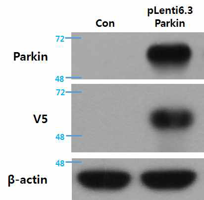 pLenti6.3/V5/DEST에 넣은 파킨슨병 유발 유전자(Parkin)를 신경세포주에 발현시킨후 단백질 분석을 통하여 검증. pLenti6.3/V5/DEST-Parkin 벡터를 신경 세포주인 HT-22 세포에 transfection후 western blotting 으로 V5의 발현을 확인하여 벡터의 발현을 검증
