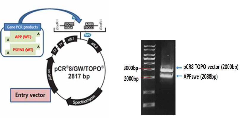 pCR8 벡터에 APP 및 PSEN1 유전자 삽입 모식도 및 검증. 각 유전자의 PCR product를 pCR8 vector에 ligation 시키고 enzyme cutting을 통하여 검증