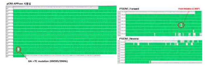 APP 및 PSEN1 유전자 Point mutation 검증. 각 유전자의 point muation을 sequencing을 통해 검증