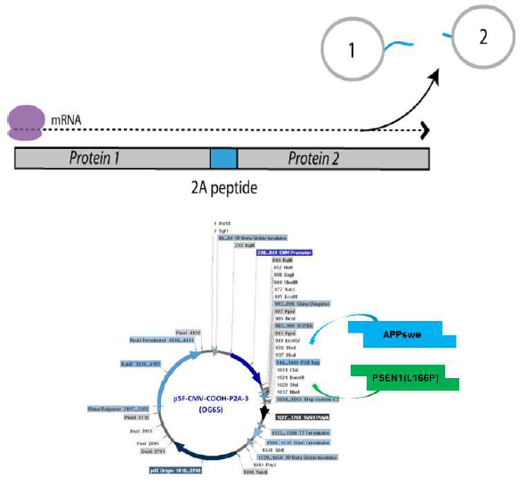 2A peptide원리 및 pSF-CMV-P2A 벡터에 유전자 삽입 모식도. APPswe 및 PS1(L166P)유전자를 enzyme cutting을 통해 P2A벡터의 2A 서열 앞뒤로 삽입
