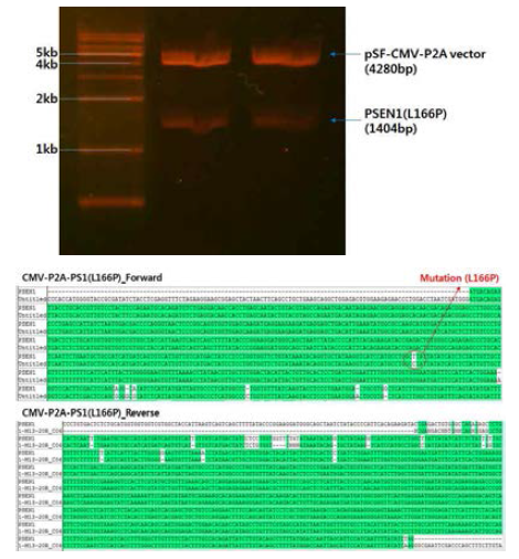 pSF-CMV-P2A 벡터에 PSEN1(L166P)유전자 삽입 및 검증. PS1(L166P)유전자를 enzyme cutting을 통해 P2A벡터에 삽입 후 enzyme cutting 및 sequencing을 통해 검증