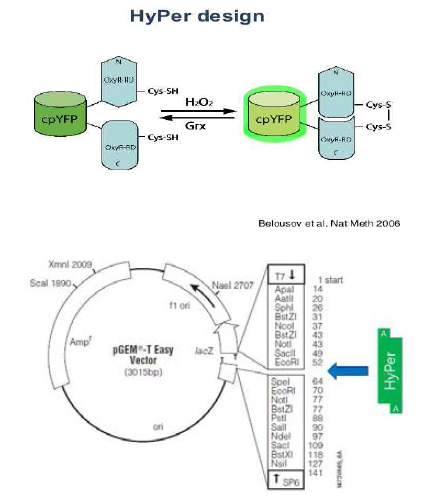 과산화수소 (H2O2)에 민감한 HyPer protein 모식도 및 pGEM-T Easy 벡터를 이용한 HyPer 클로닝 모식도
