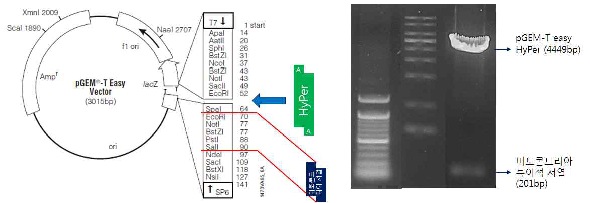 pGEM-T easy HyPer 벡터에 미토콘드리아 특이적 서열 도입 및 검증. 미토콘드리아 특이적 서열을 PCR 하여 pGEM-T easy HyPer에 도입하였고, 제한 효소 처리를 통해 확인