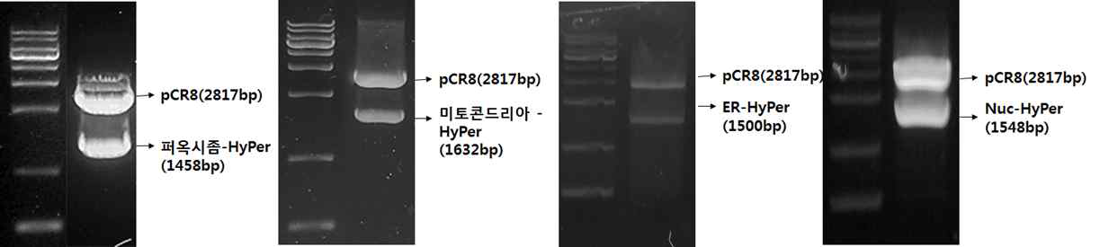 pCR8/GW/TOPO 벡터에 각 세포소기관 특이적인 서열을 붙인 HyPer를 도입하고 전기영동을 통하여 확인. 세포소기관 특이적 서열을 가진 HyPer를 PCR 하여 pCR8/GW/TOPO에 도입하였고, EcoRI 제한효소 처리를 통해 확인