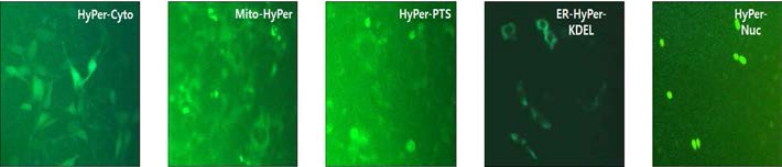 신경세포주인 HT-22 세포에 각 세포소기관별 HyPer를 발현시키고 과산화수소(H2O2)를 처리후 형광 확인. pLenti6.3/V5/DEST벡터에 도입시킨 세포소 기관별 HyPer를 신경세포주에 발현시킨 후 과산화수소를 처리한 뒤 형광현미경을 통해 localization을 확인하였다