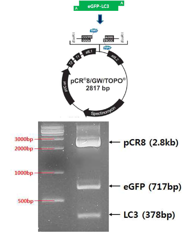 pCR8/GW/TOPO 벡터에 eGFP-LC3 유전자 도입 및 제한효소 절단으로 검증. eGFP-LC3 유전자를 pCR8/GW/TOPO 벡터에 ligation 시키고 제한효소 절단으로 eGFP (717bp), LC3(378bp)가 제대로 삽입되어 있음을 검증