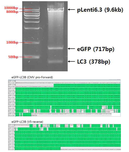 pLenti6.3/V5/DEST 벡터에 eGFP-LC3 유전자 도입 후 제한효소 절단 및 시퀀싱으로 검증. eGFP-LC3 유전자를 pLenti6.3/V5/DEST 벡터에 LR reaction을 통해 도입 후 제한효소 절단으로 eGFP (717bp), LC3(378bp)가 제대로 삽입되어 있음을 확인하였고, 최종적으로 시퀀싱을 통해 서열을 검증