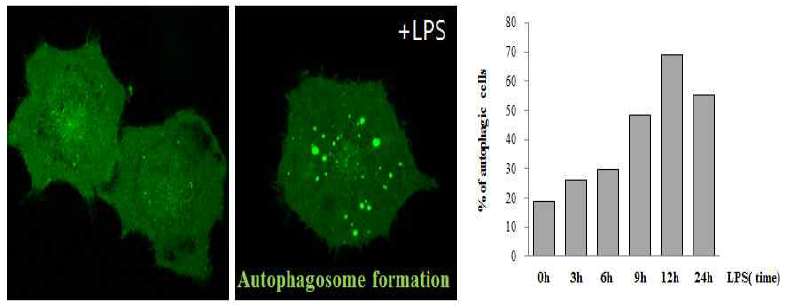 eGFP-LC3 유전자를 도입한 pLenti6.3/V5/DEST를 신경면역세포에서 발현 검증. eGFP-LC3 유전자를 도입한 pLenti6.3/V5/DEST 벡터를 신경면역세포인 BV-2 cell에 발현시킨 후 LPS자극에 의한 오토파지 형성을 확인(녹색 형광 집합체)하였고 LPS 처리 시간에 따른 오토파지 형성을 확인