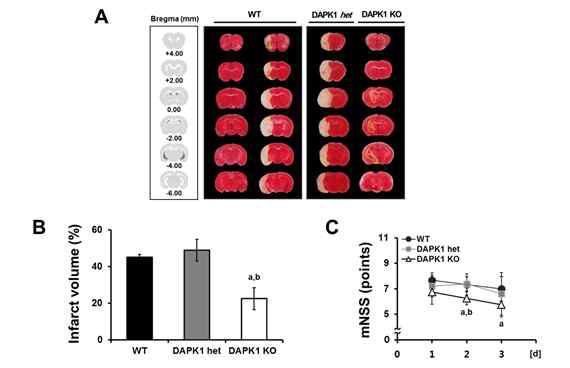 DAPK1 유전자 결손 동물모델을 통한 뇌졸중 보호효과 확인