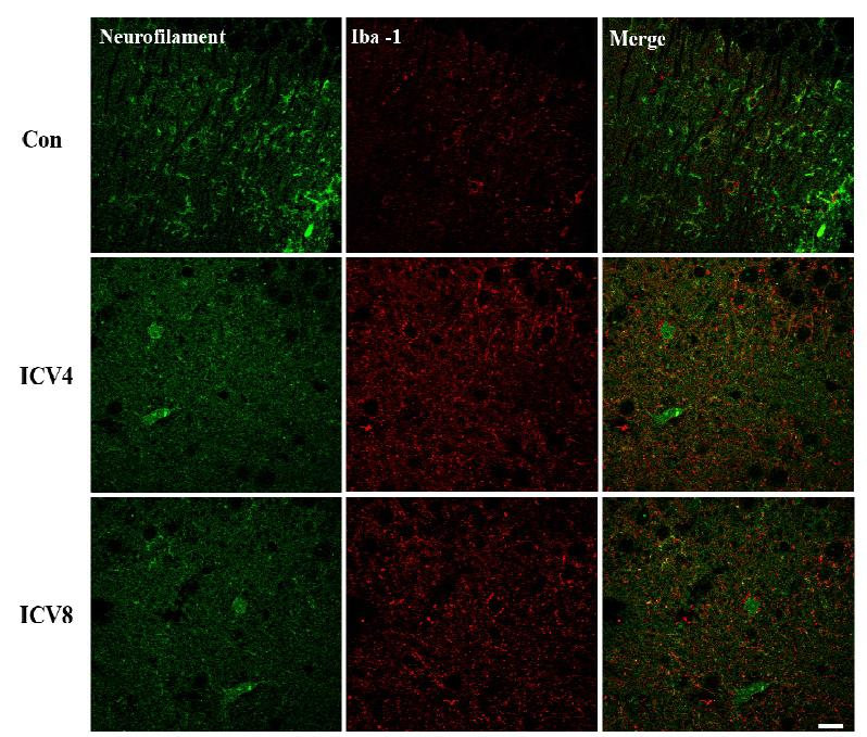 해마지역에서 신경세포 마커인 neurofilament-mix와 미세아교세포 마커인 Iba-1 발현 분석. 대조군에 비해 VAD 동물모델에서 발현양이 감소하는 반면에 Iba-1은 대조군에 비해 VAD 동물모델에서 발현이 증가하였다. Scale bar = 20um