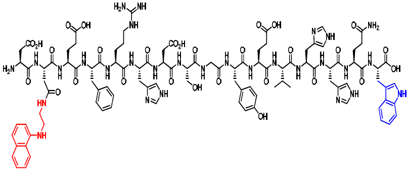 실험에 이용된 베타아밀로이드 펩타이드 III 구조 (16개의 아미노산)