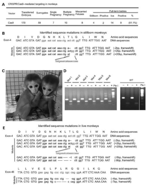 Generation of live monkeys carrying mutations in the DMD gene (Chen et al., 2015 human molecular genetics)